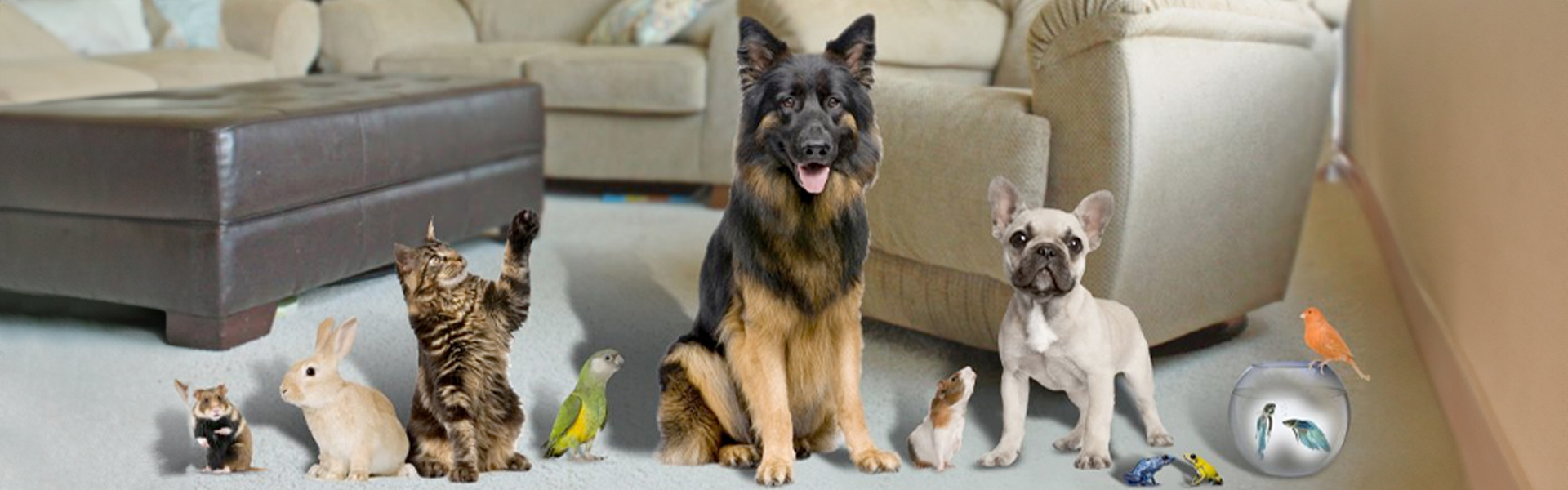 Adopt, Don’t Shop: Find Your Perfect Pet with dubizzle’s New Adoption Tag!